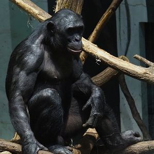 Bonobo (Pan paniscus), 2020-01-11