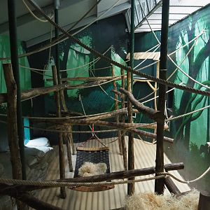 Fourth bonobo indoor exhibit, 2020-01-11