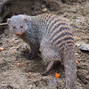 Banded mongoose (Mungos mungo), 2020-01-11