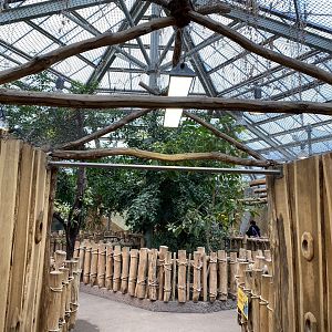 Orangutan House indoors 021219