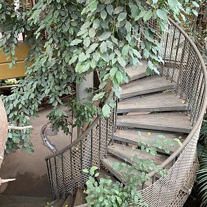 Staircase within Orangutan House 021219
