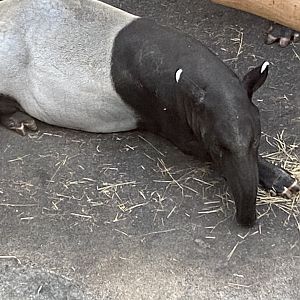Orangutan House - Malayan tapir 021219
