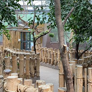 Orangutan House upper level 021219