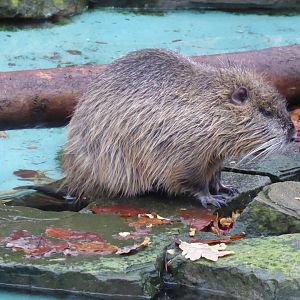 Coypu 021219