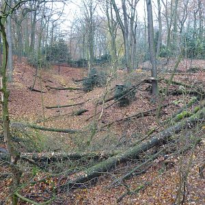 Northern lynx enclosure 021219