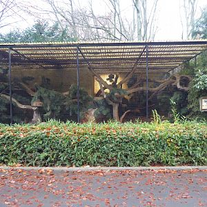 Jaguarundi enclosure 021219