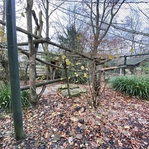 Clouded leopard outdoors 021219