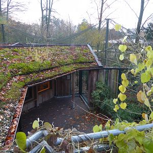 View from above Clouded leopard enclosure 021219