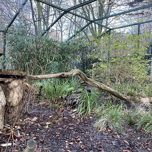 Jaguarundi enclosure 021219