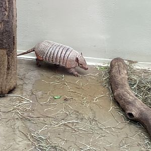Anteater House - Six-banded armadillo 021219