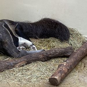 Anteater House - Giant anteater 021219