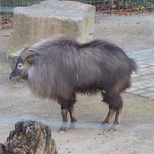 Himalayan tahr 021219
