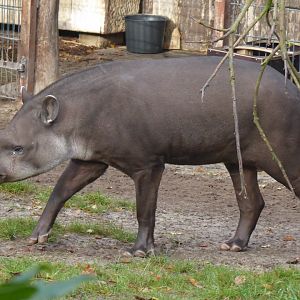 South American tapir 021219