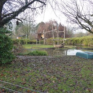Siamang exhibit 021219