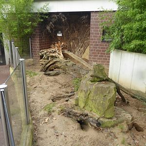 Giraffe House - Meerkat outdoor exhibit 021219