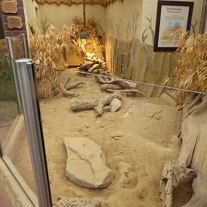 Giraffe House - Meerkat indoors 021219