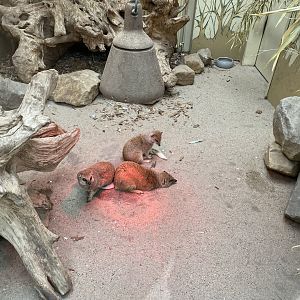 Giraffe House - Yellow mongoose exhibit 021219