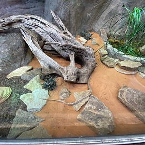 Giraffe House - False cobra exhibit 021219