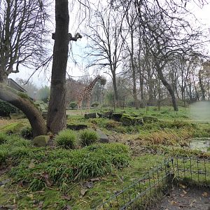 Giraffe exhibit 021219