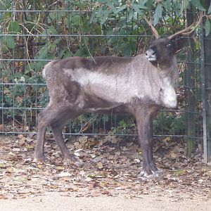 Domestic reindeer 021219