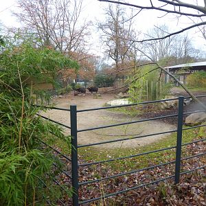 Indian gaur exhibit 021219