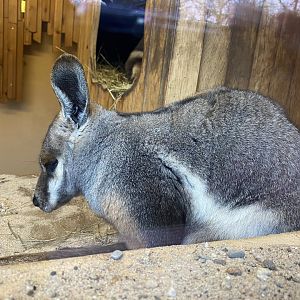 Yellow-footed rock wallaby 021219