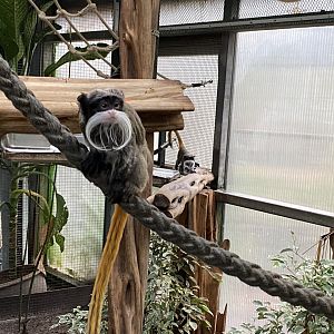Amazon House - Emperor tamarin 021219