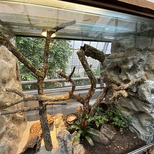 Amazon House - Short-tailed opossum exhibit 021219