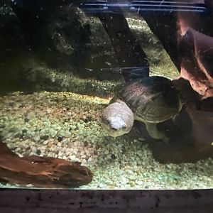 Amazon House - Giant musk turtle 021219