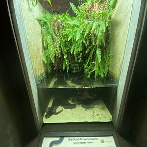 Amazon House - Rio Cauca caecilian exhibit 021219