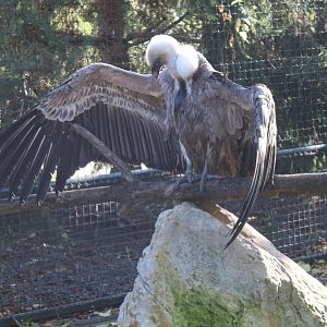 Griffon vulture