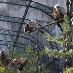 Griffon vultures