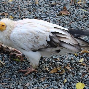 Egyptian vulture