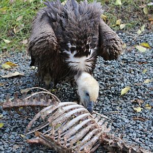 Eating Griffon vulture