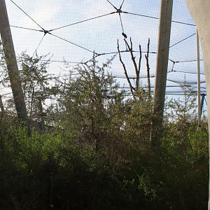 African walk-through aviary