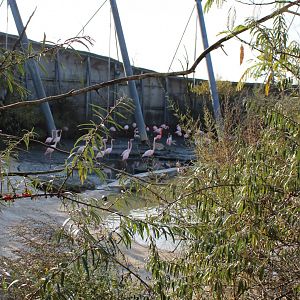 Flamingos