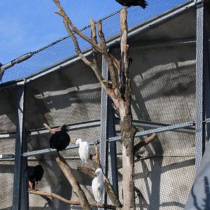 Northern bald ibisses and Cattle egrets