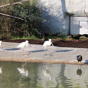 African spoonbills and Northern bald ibisses
