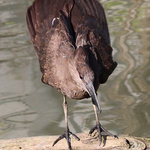 Hamerkop
