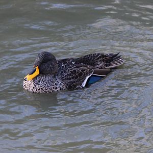 Yellow-billed duck