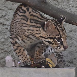 Ocelot