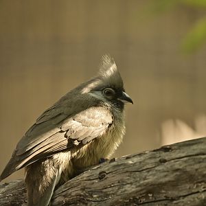Speckled Mousebird