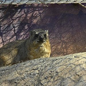 Cape Rock Hyrax