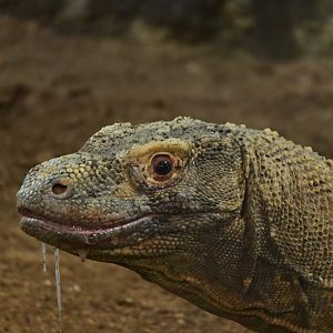 Komodo Dragon