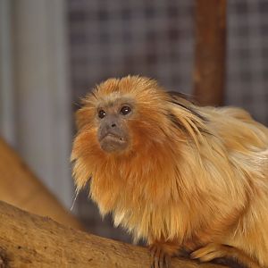 Golden Lion Tamarin