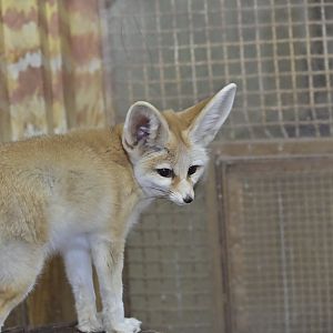 Fennec Fox