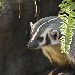 American Badger