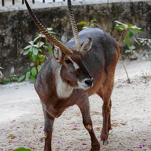 Waterbuck