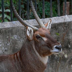 Waterbuck