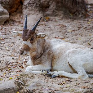 Addax